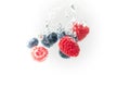 BlueberryÃ¢â¬â¢s and raspberries splashing into crystal clear water with air bubbles and sinking Royalty Free Stock Photo